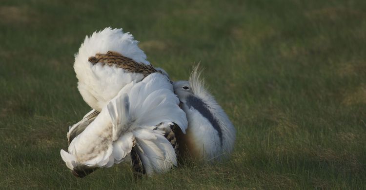Male Great Bustard displaying © Rainer Raab