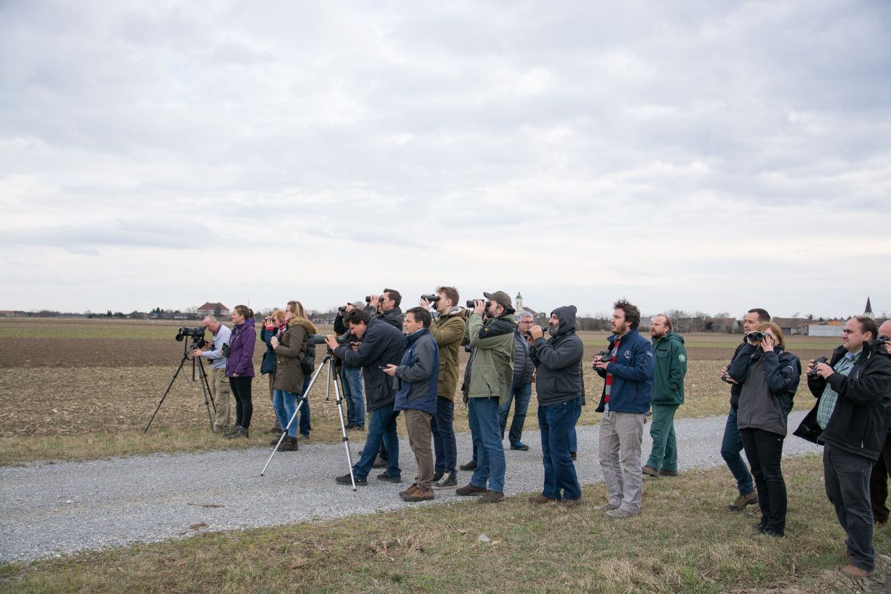 Field trip and observation of Great Bustards in the project area Parndorfer Platte-Heideboden © Förderverein Großtrappenschutz e.V.