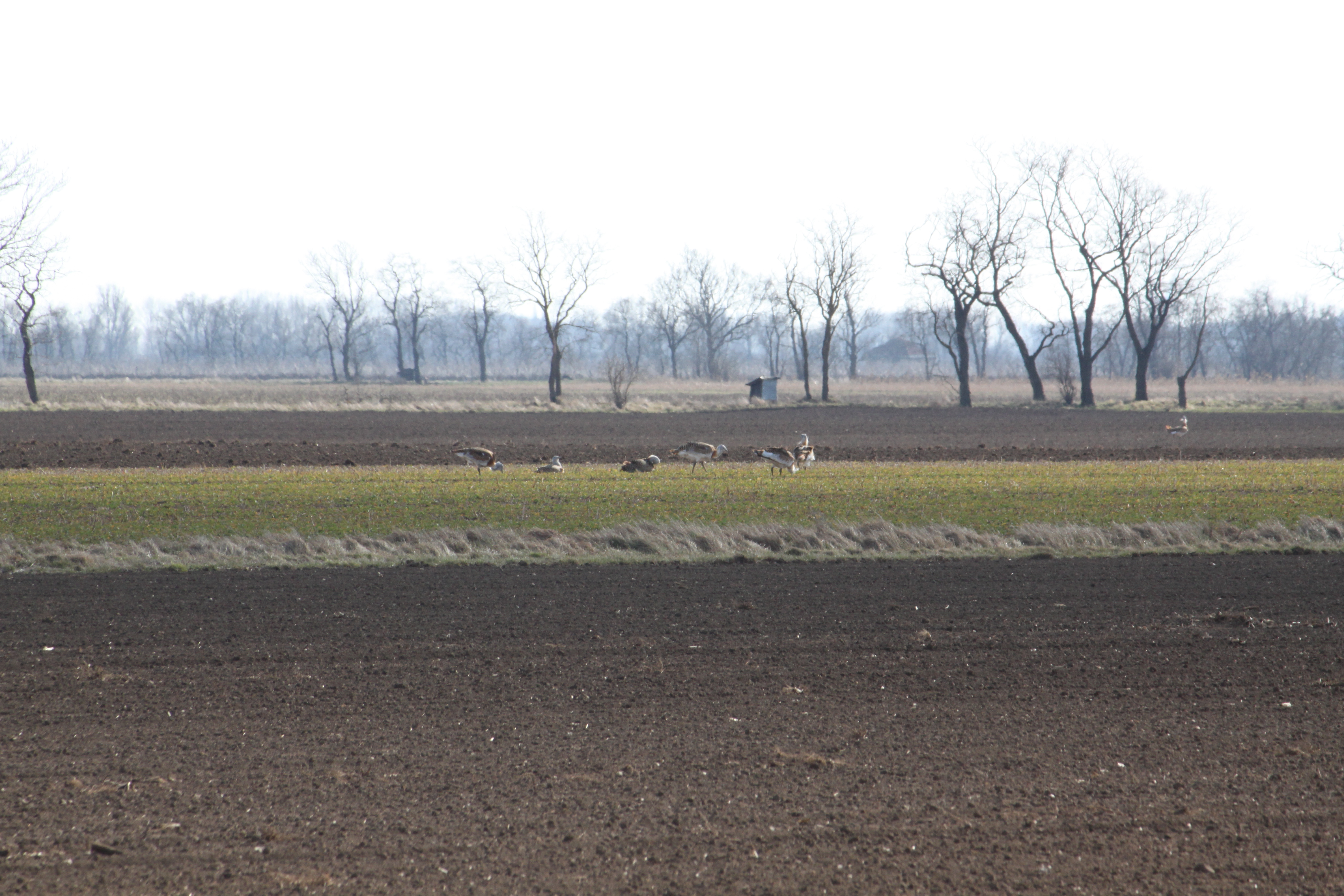 Great Bustards in the project area Parndorfer Platte-Heideboden © Tilman Schneider, UNEP/CMS Secretariat 