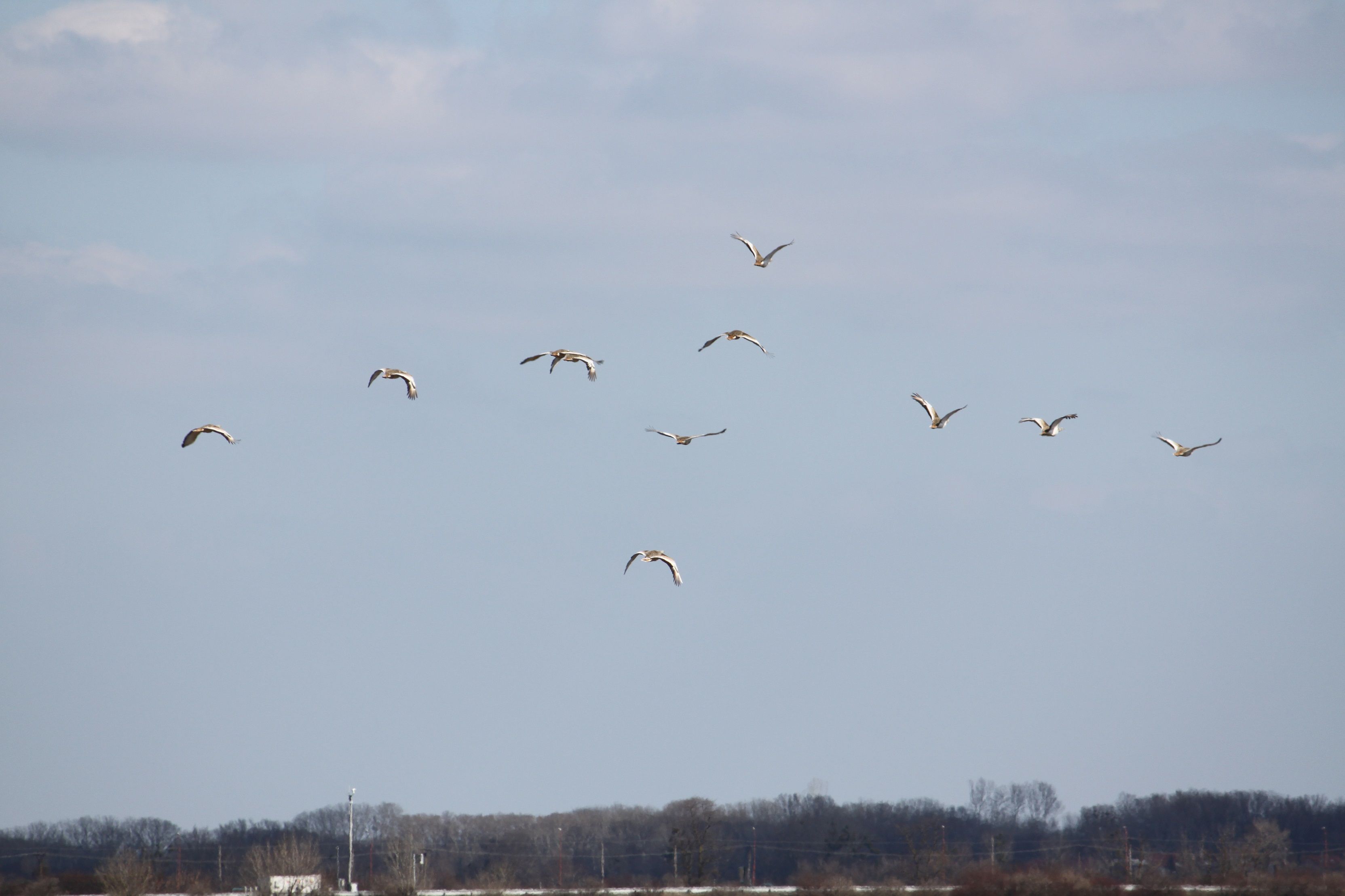 Great Bustards in Flight  © Tilman Schneider UNEP/CMS