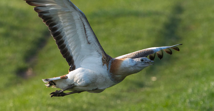 Grande outarde © Franz Kovacs, LIFE Project "Great Bustard"  www.grosstrappe.at 