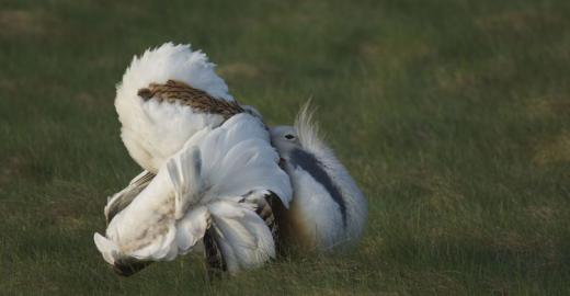Male Great Bustard displaying © Rainer Raab